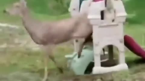 Funny animals, Elegant deer fail