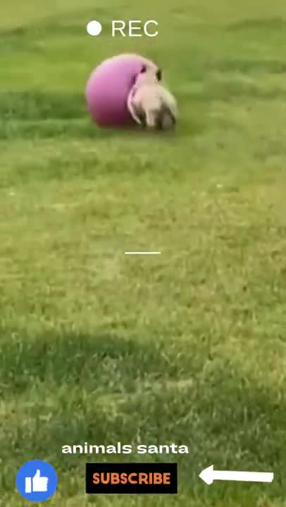 funny animals compilation #shorts