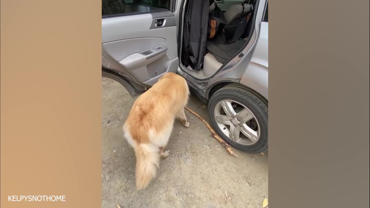 funny dogs
