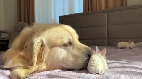 Golden Retriever Meets Tiny Bunnies for the First Time