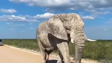 africa elephant