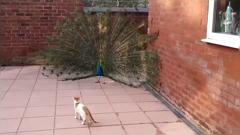 Funny & Cute Cat Compilation Video
