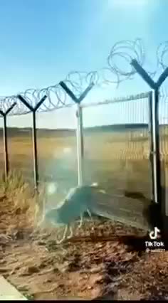 Ulven hopper over dit hegn 🤡