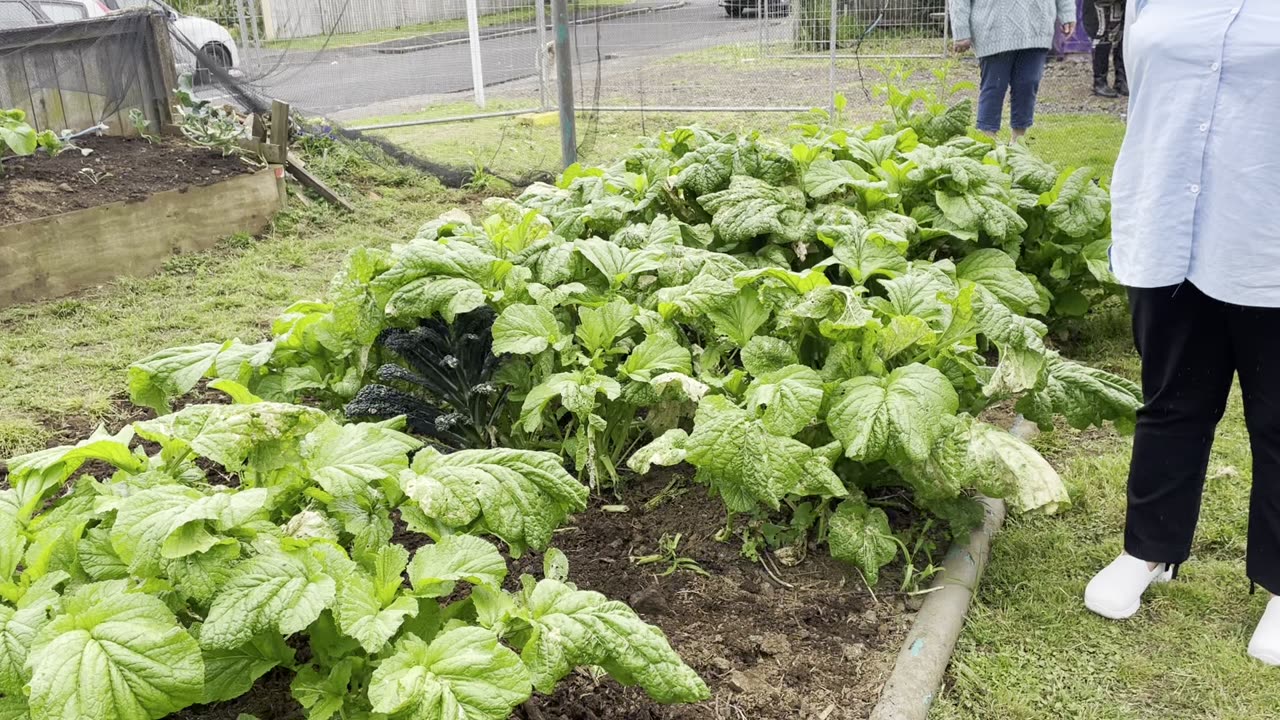 Community gardens projects
