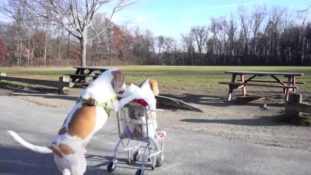 Dogs' Epic Shopping Cart Voyage: Funny Dogs Maymo & Penny