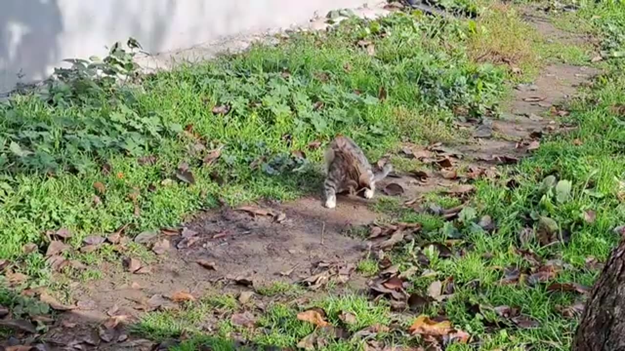 A cute kitten climbs a tree (Interesting actions of a kitten).