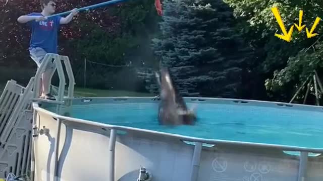 “You can't raise a shark in your swimming pool it'll never survive”