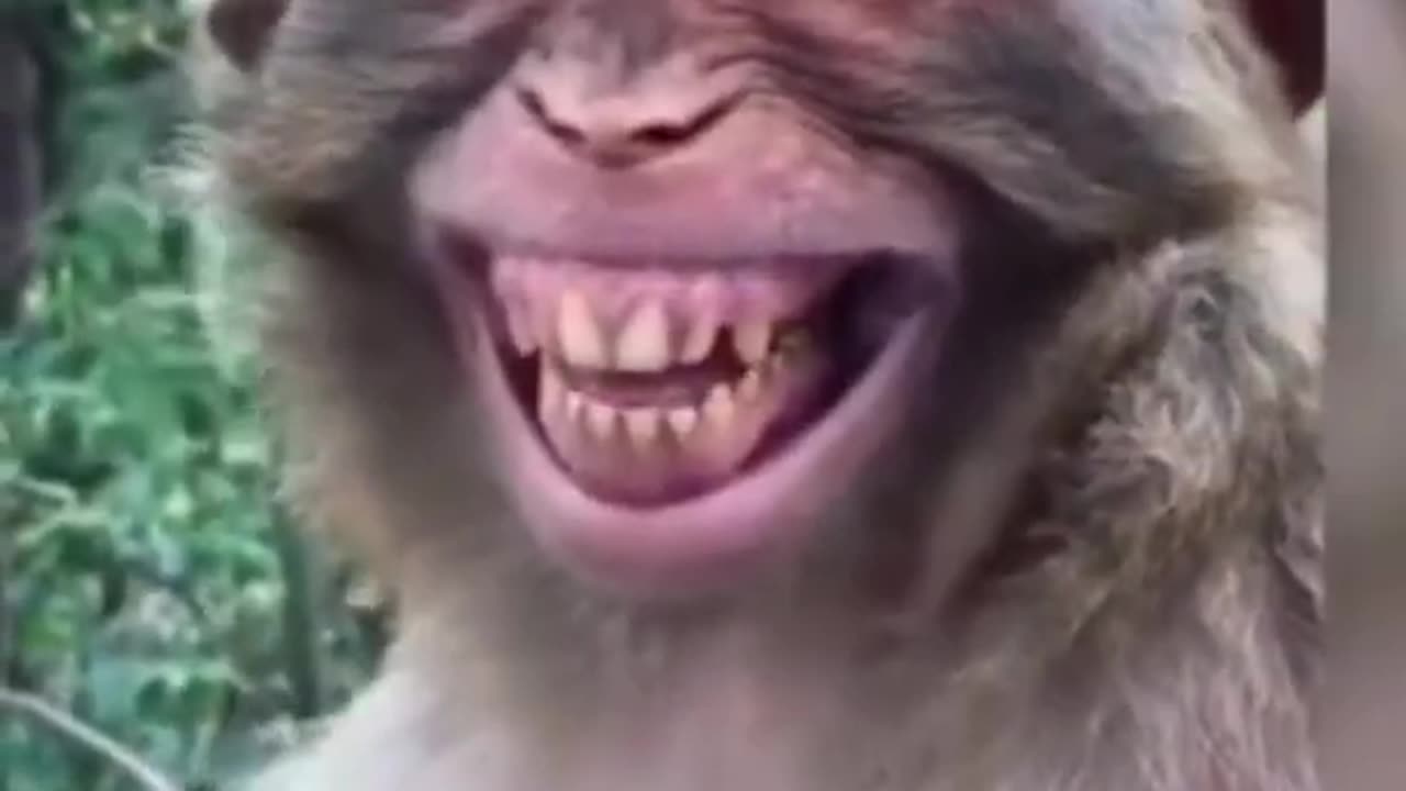 Viral Funny monkey Became horror