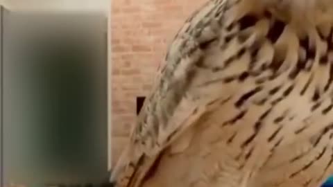 Funny Animal Videos