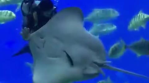 Stingray who loves to grab the lens