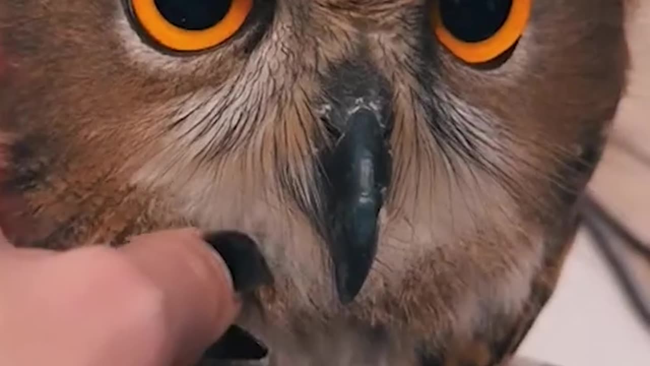 Cute Owls Pets Video