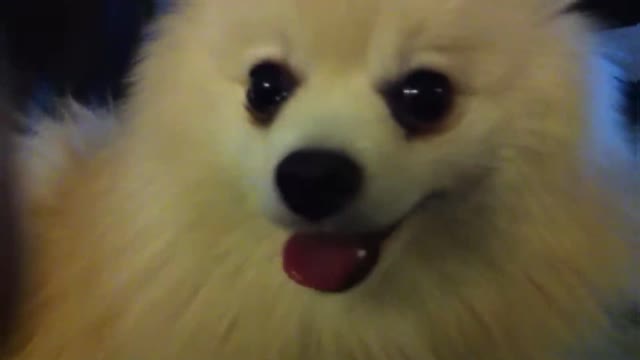 Cute dog plays_ Pomeranian Mr Spock