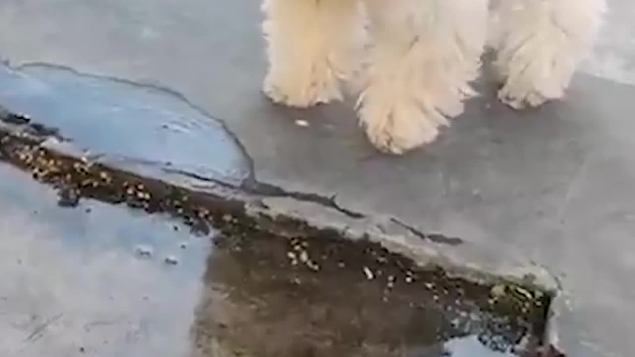New Funniest Animals 2023 😂 Funny Cats and Dogs Videos