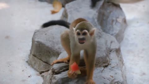 Squirrel monkeys