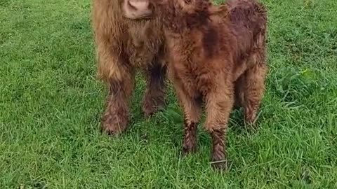 Pretty baby getting a wash from mumma