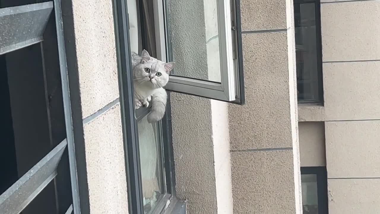 cat diary