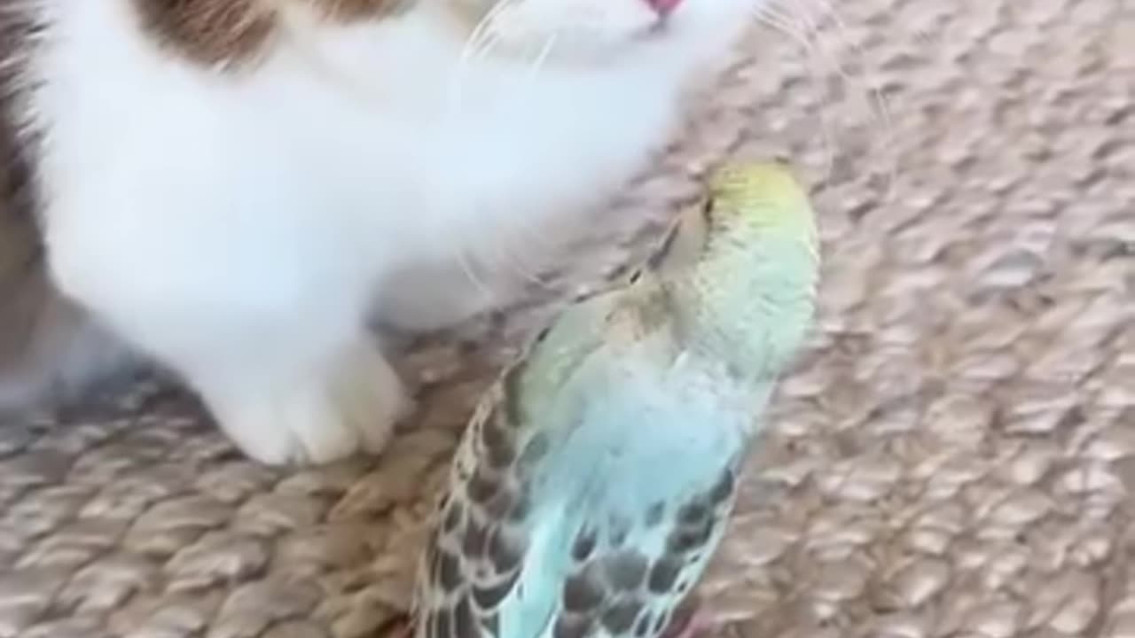 A cat's love for a parrot