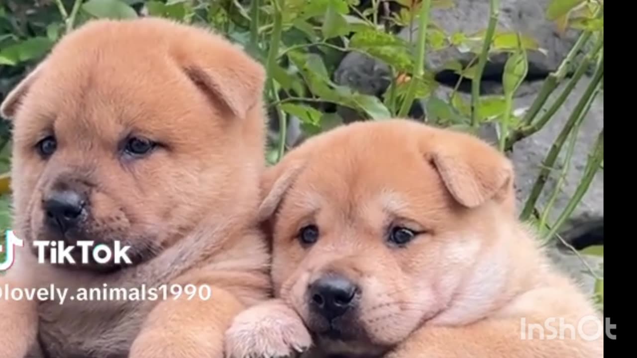 Cute Dogs