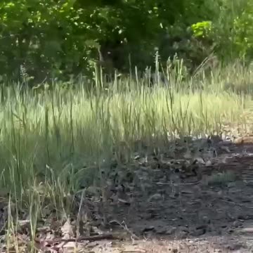 RDK branches near Shebekino.