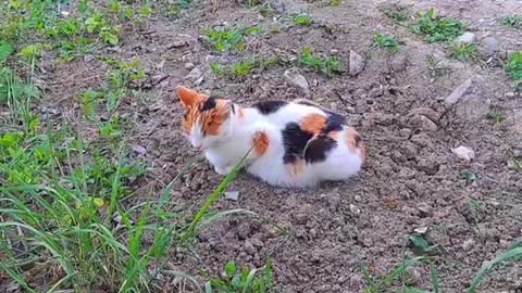 Cute Pregnant Cat is resting under the tree