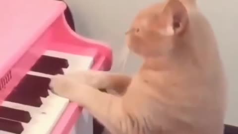 funny cat short videos |😂| part 167 |👍| Hello cats #shortvideo #shorts