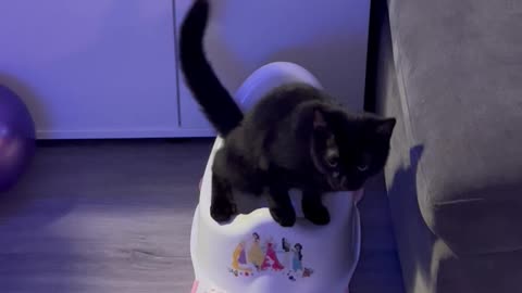 Black Cat Tinkles in Tiny Toilet
