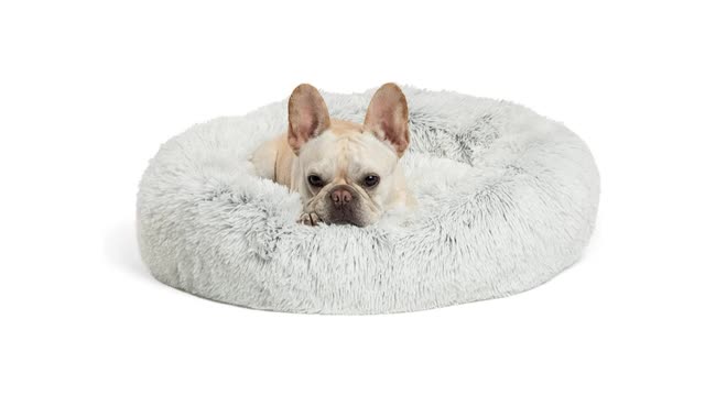 Dog Bed