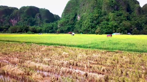 free background view of rice fields in the village