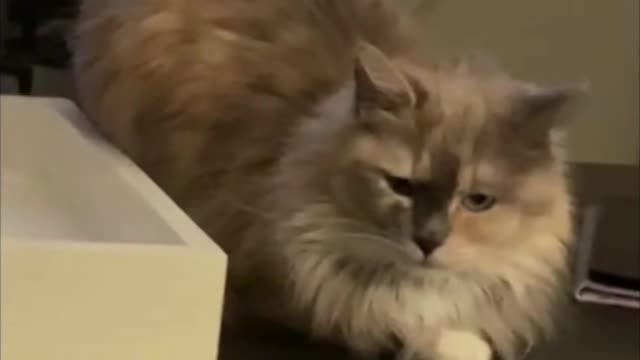 Cuddly Ragdoll Cat Missy Explores the Family Room Table #shorts