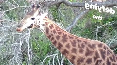 It’s a wonder a giraffe survives with a hole in its neck