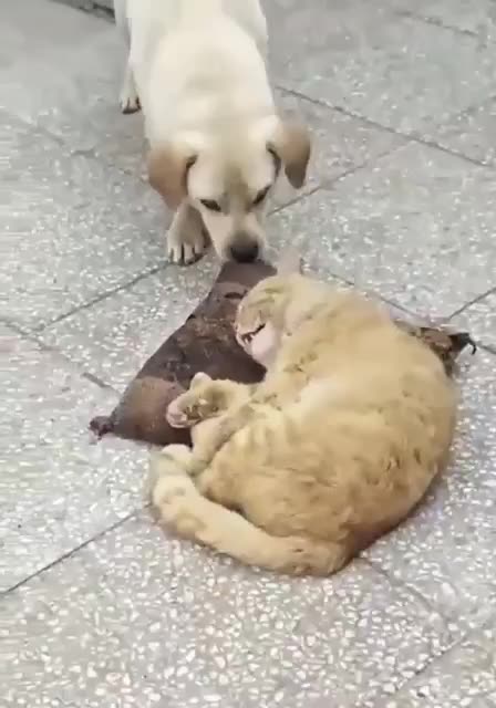 Give me my cushion back 🤣