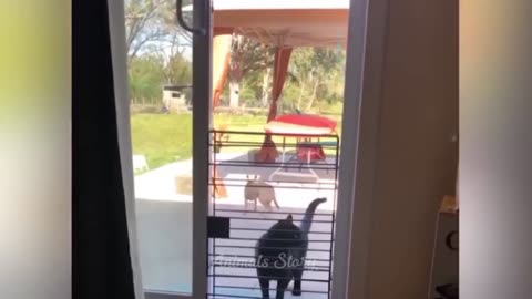You Laugh You Lose 😂 Funniest Cats and Dogs 😺🐶 Part 4