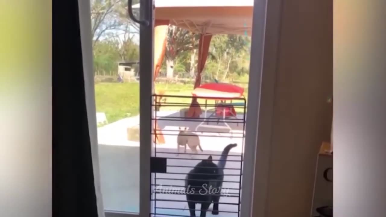 You Laugh You Lose π Funniest Cats and Dogs πΊπΆ Part 4