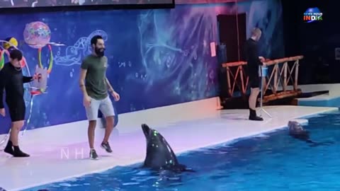 Dolphin funny activity in uae | Loveing & caring
