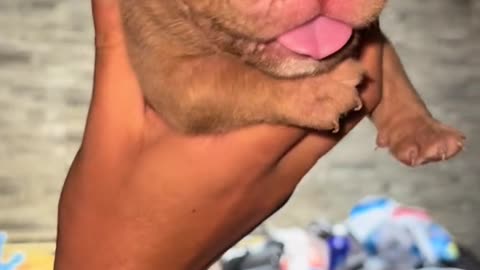 Cute dog