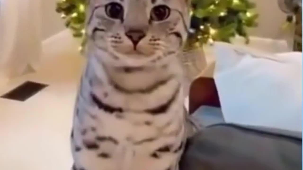 Laugh With Love: Funny Talking Cat Memes