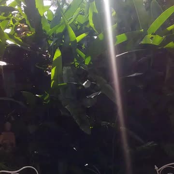 2.4.2024 Random Kuranda