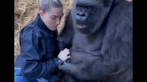 big gorilla and his friend 🦍