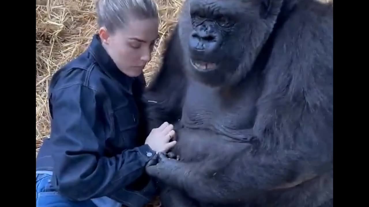 big gorilla and his friend 🦍