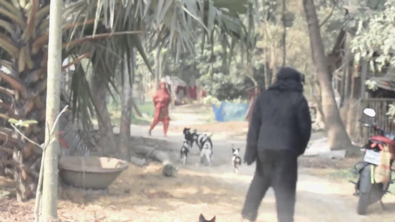 a gorilla and a tiger being chased by a pack of dogs (funny)