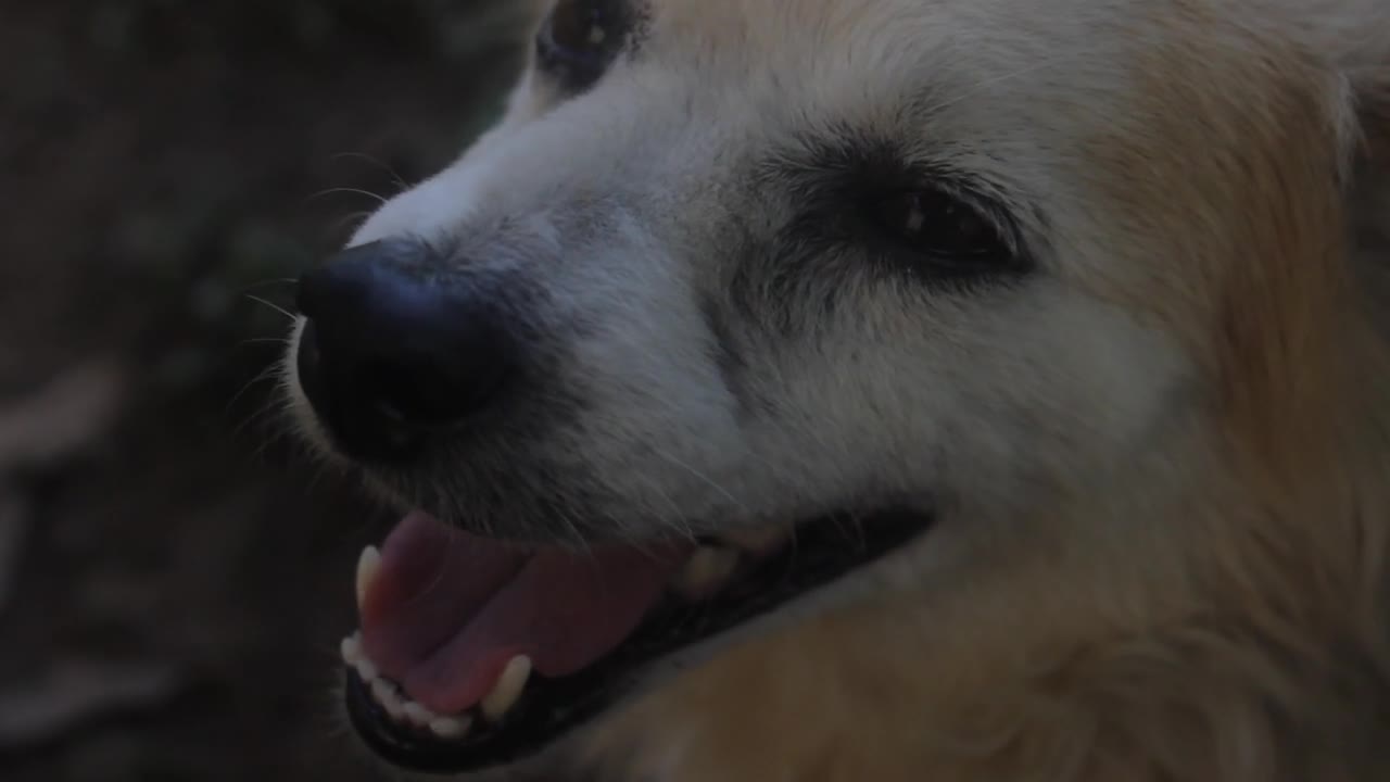 A dog rests after hardship hunting