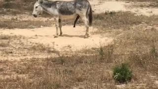 Donkey has a fifth leg