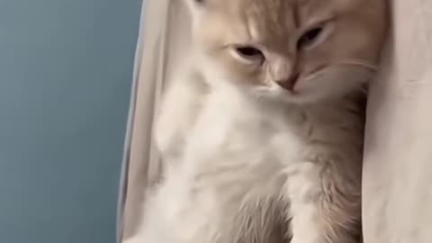 Cute cat funny video