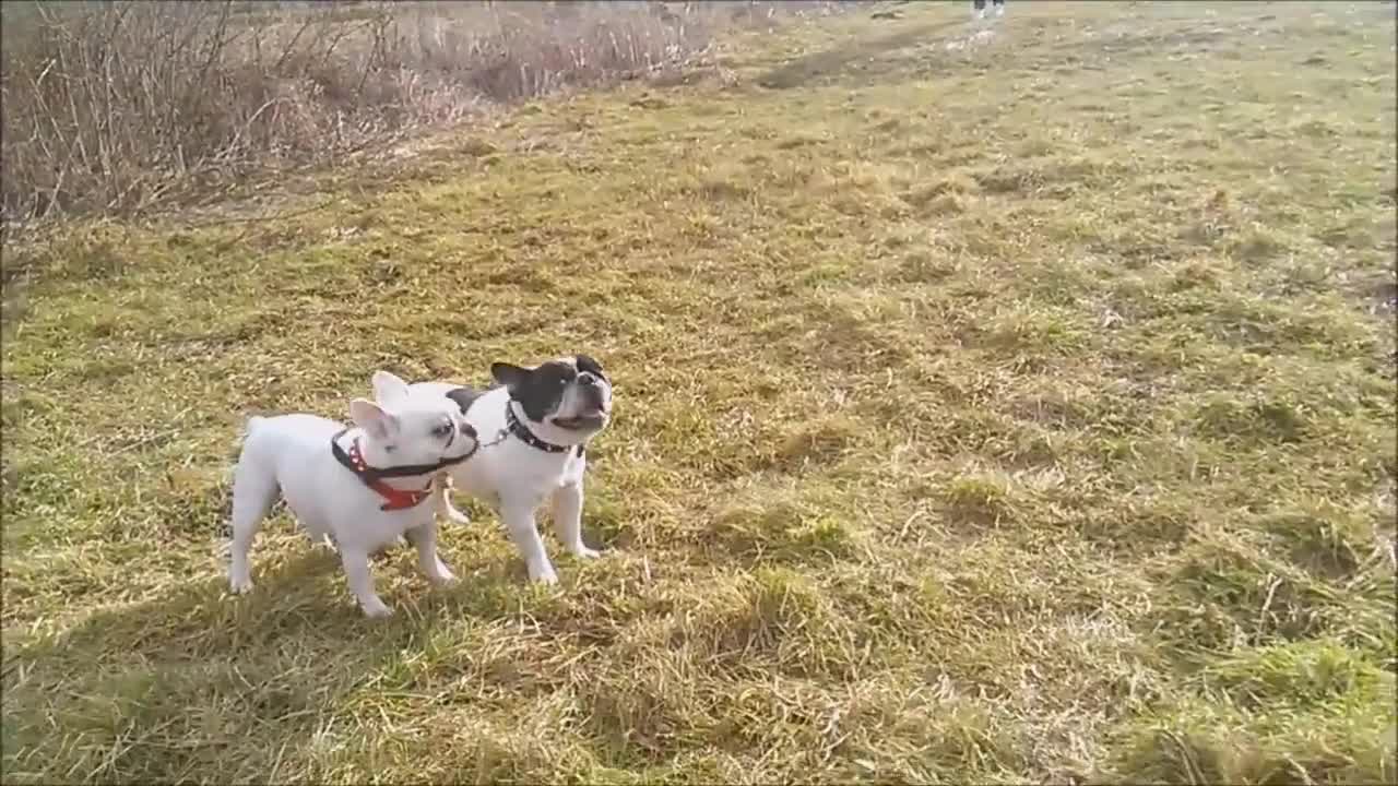 Gracioso compilado de un Bulldog Francés ladrando