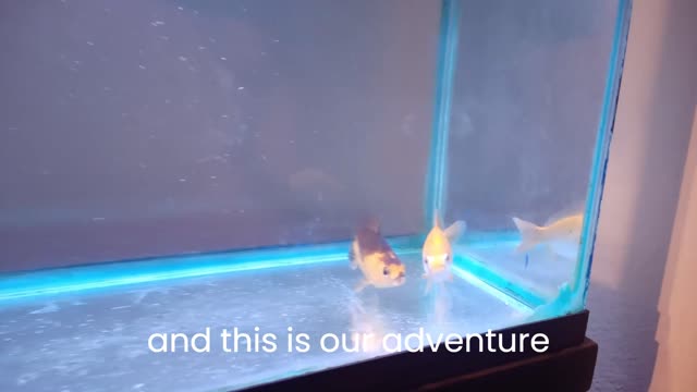 Goldfish Intro