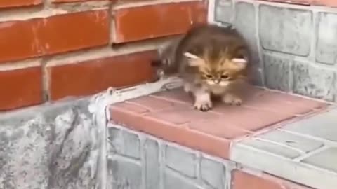 💥🔥😂 Funniest Cat Videos of 2023