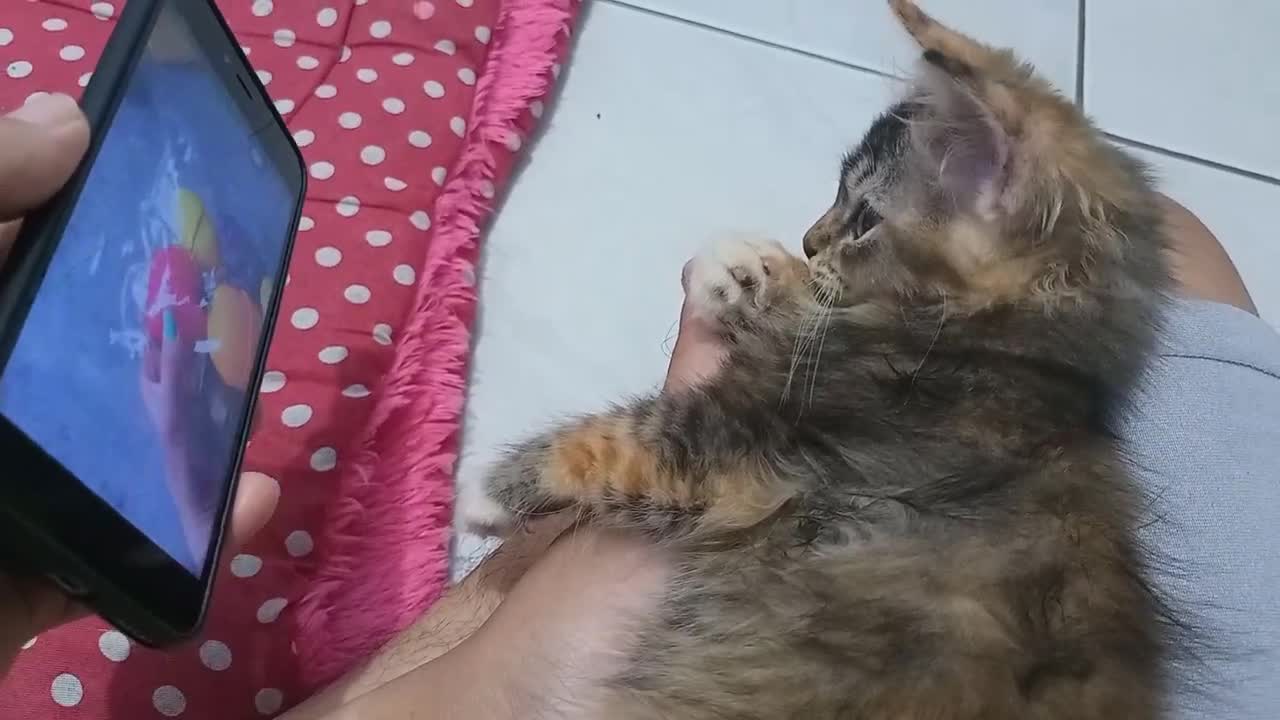 enjoy with kitten while watching on your cellphone