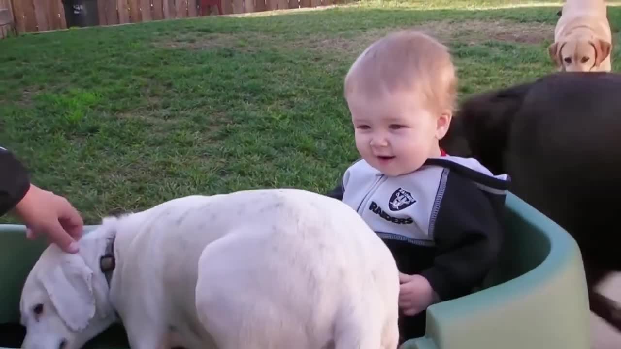 Baby playing with pets 🐶 love this and share love with your lovely pet