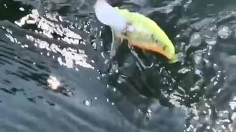 This is a beautiful and charming water-dwelling species