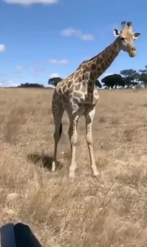 GIRAFFE MAKES JUMP SQUAT